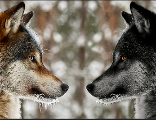 Il y a une bataille intérieure qui existe en chacun de nous.La légende des 2 loups.